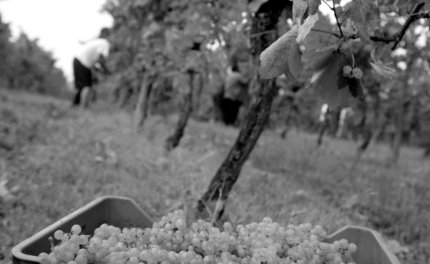 Cantine e Lugana DOC